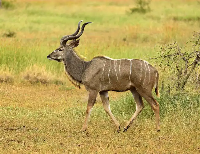 Chebera-Churchura National Park